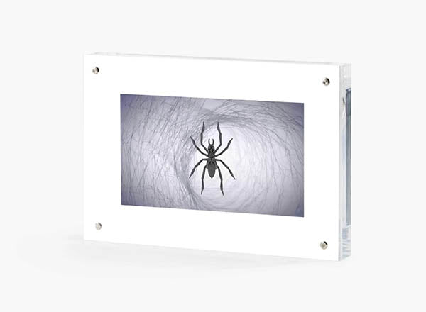 GMM SPIDER MOTH - BLACK